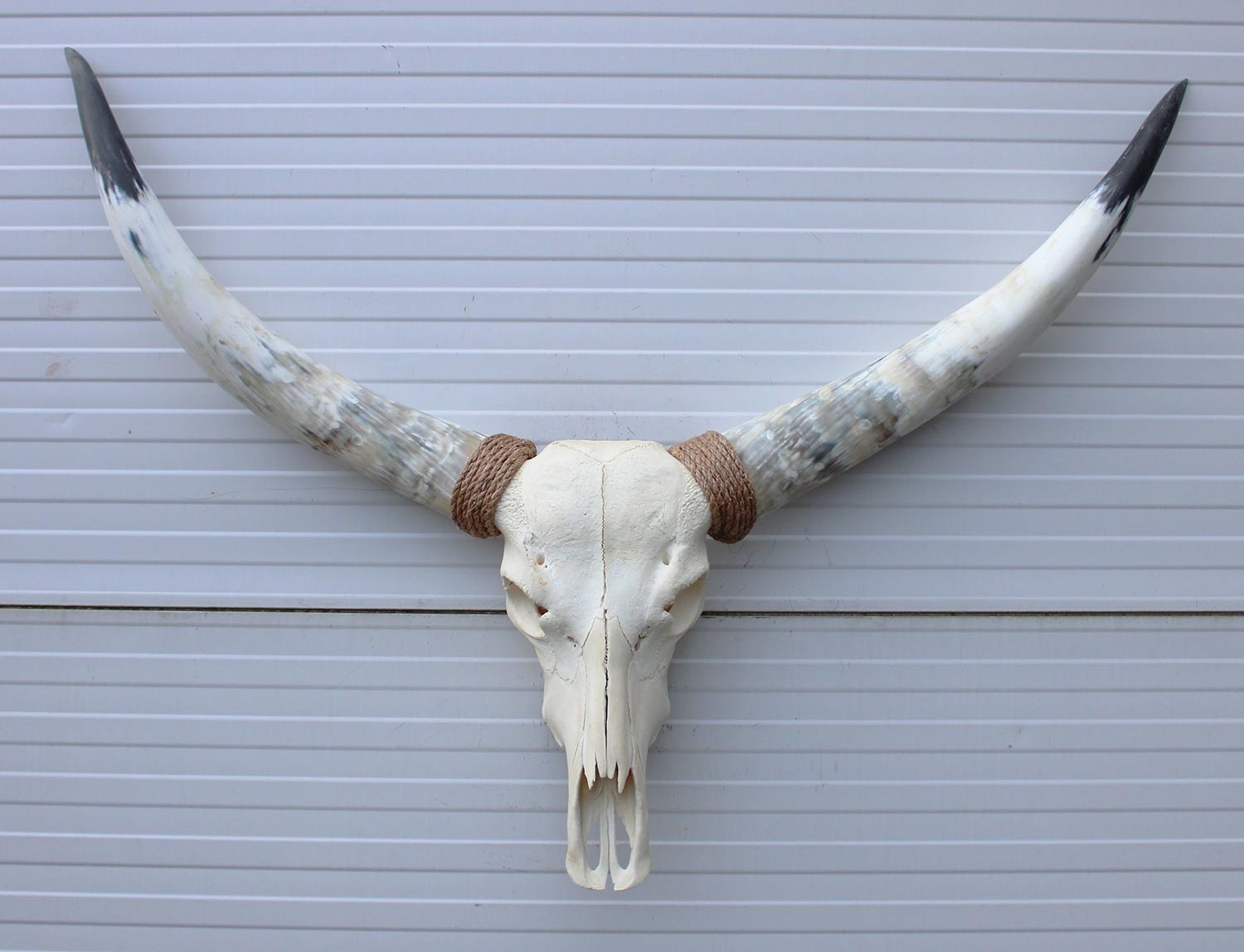 Grote schedel TEXAS STYLE LONGHORN 120 cm