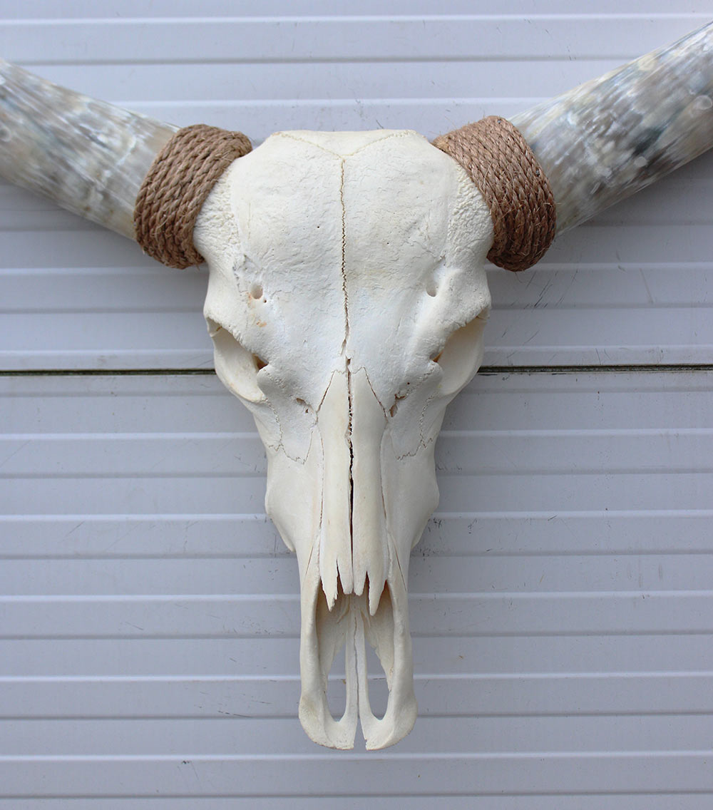 Grote schedel TEXAS STYLE LONGHORN 120 cm