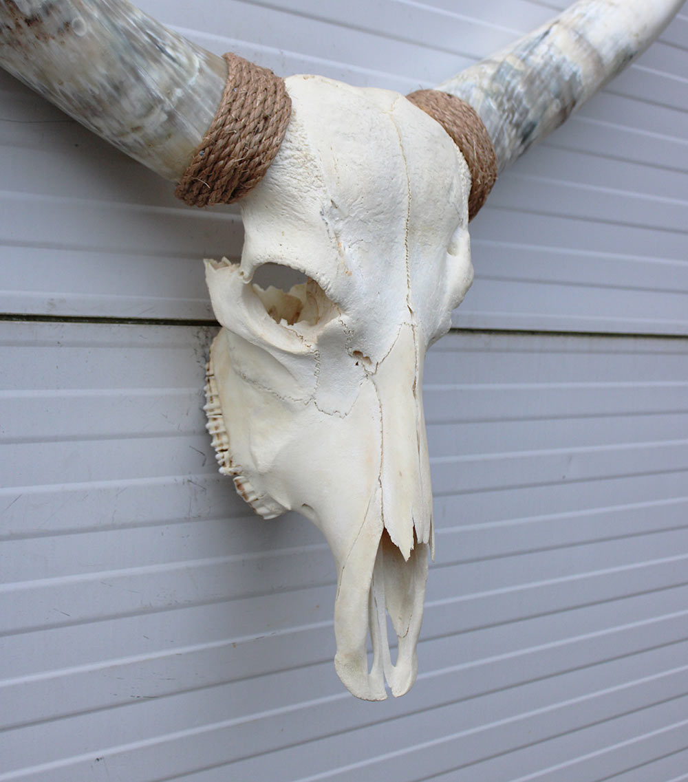 Grote schedel TEXAS STYLE LONGHORN 120 cm