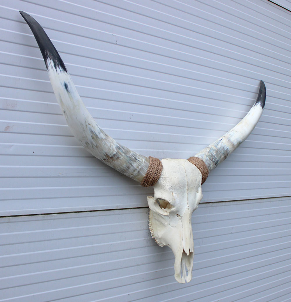Grote schedel TEXAS STYLE LONGHORN 120 cm