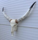 Grote schedel TEXAS STYLE LONGHORN 120 cm