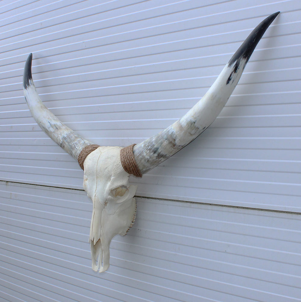 Grote schedel TEXAS STYLE LONGHORN 120 cm