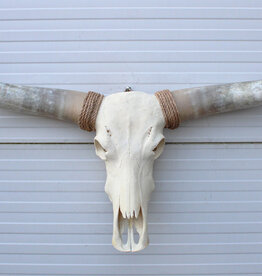 Grote schedel TEXAS STYLE LONGHORN 146 cm - ref. i