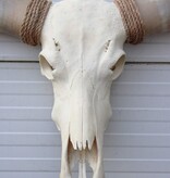 Grote schedel TEXAS STYLE LONGHORN 146 cm
