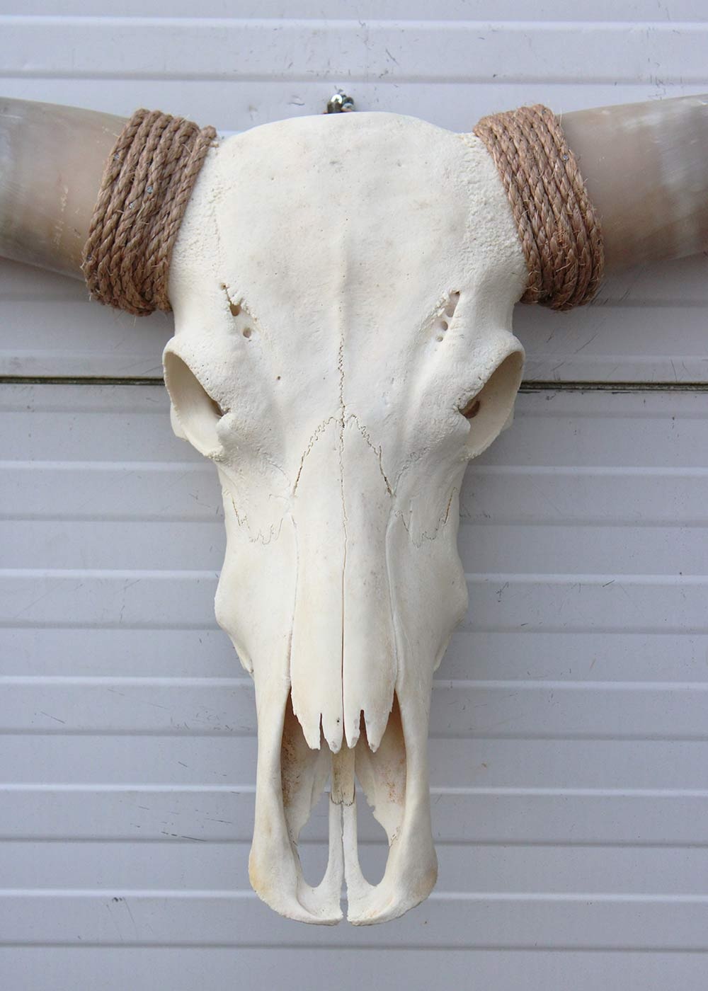 Grote schedel TEXAS STYLE LONGHORN 146 cm