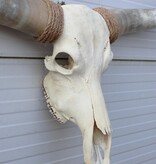 Grote schedel TEXAS STYLE LONGHORN 146 cm