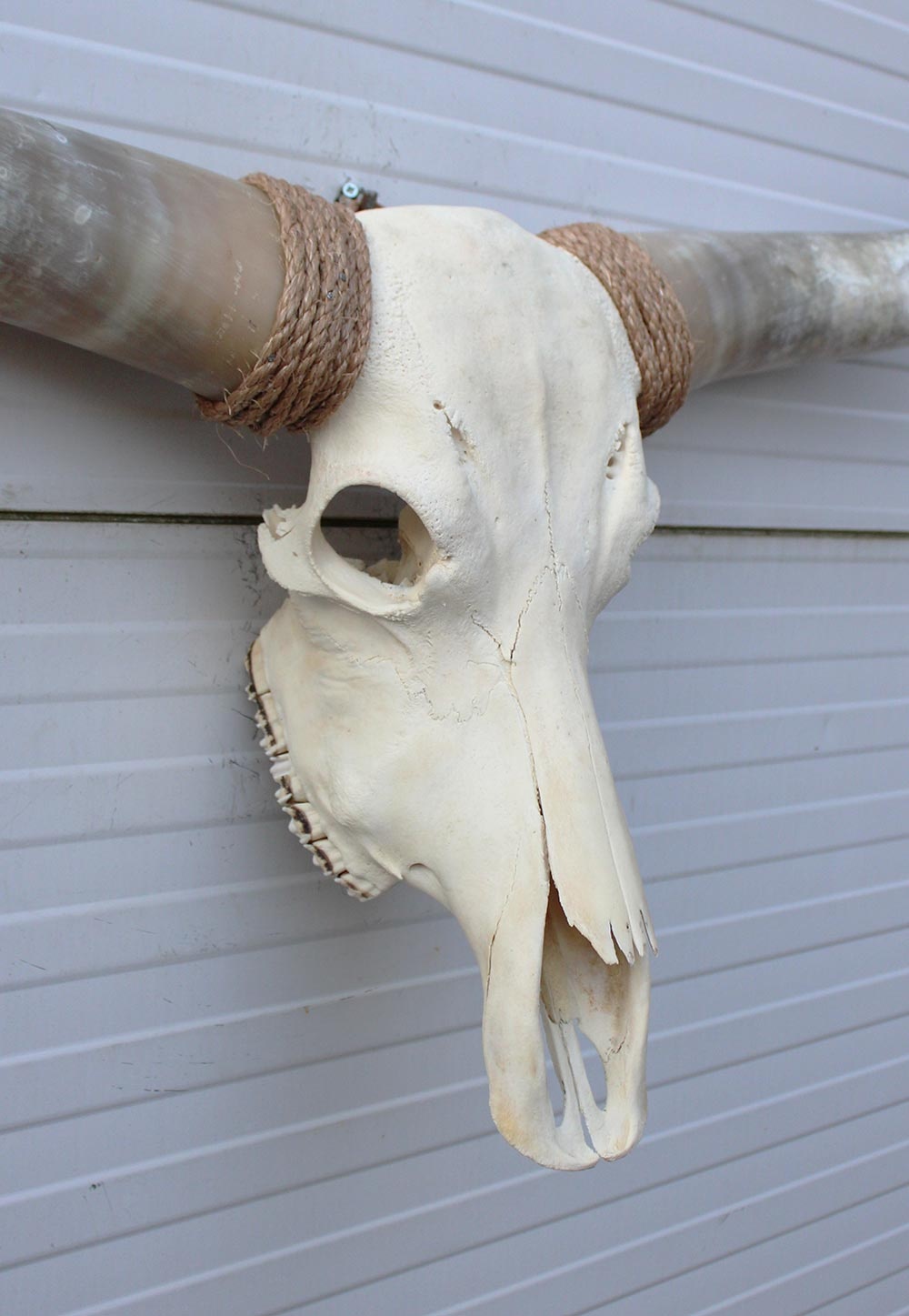 Grote schedel TEXAS STYLE LONGHORN 146 cm