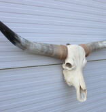 Grote schedel TEXAS STYLE LONGHORN 146 cm