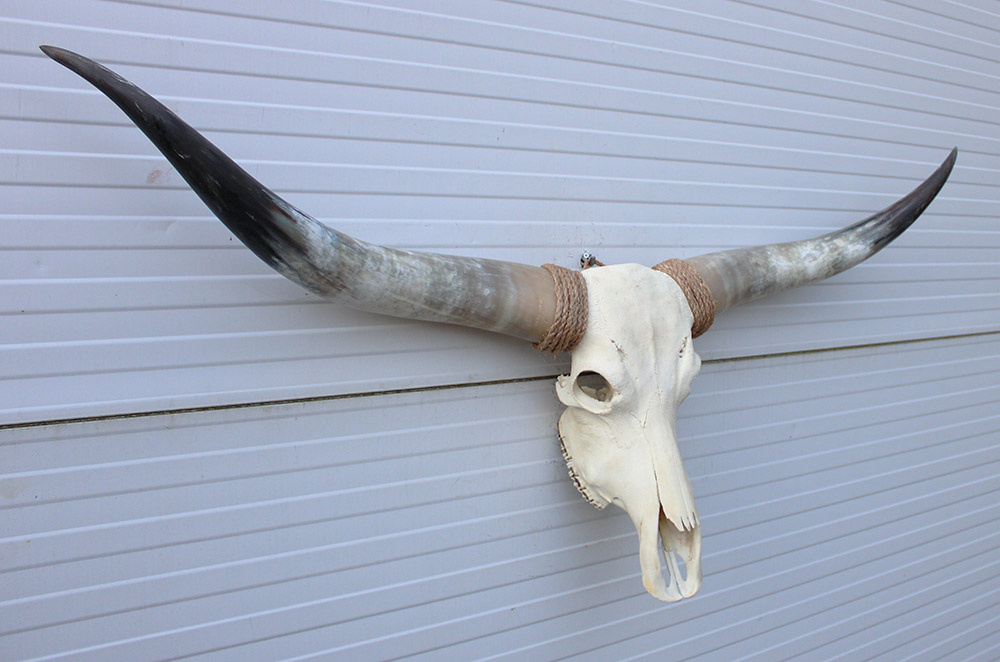 Grote schedel TEXAS STYLE LONGHORN 146 cm