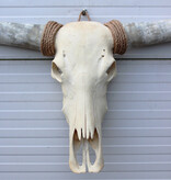 Grote schedel TEXAS STYLE LONGHORN 144 cm