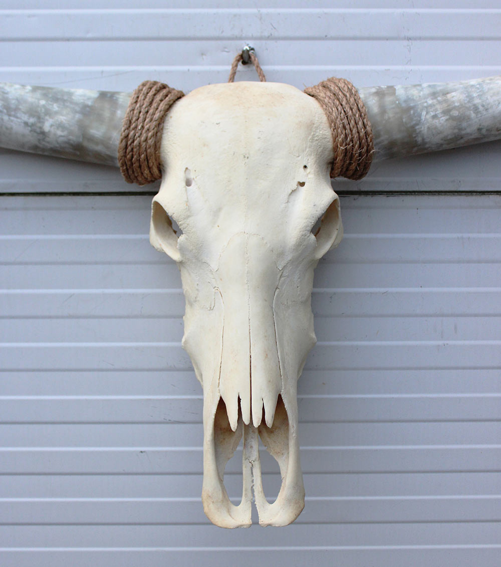 Grote schedel TEXAS STYLE LONGHORN 144 cm