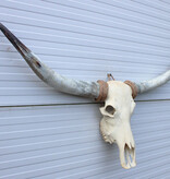 Grote schedel TEXAS STYLE LONGHORN 144 cm