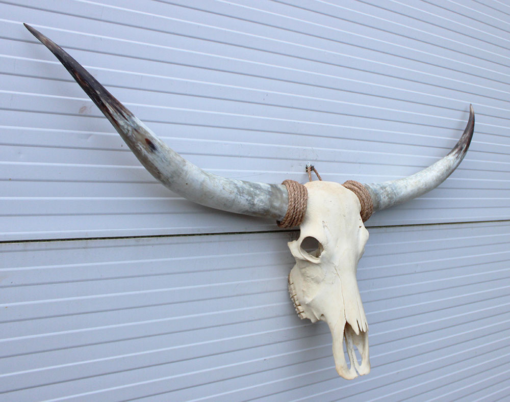 Grote schedel TEXAS STYLE LONGHORN 144 cm