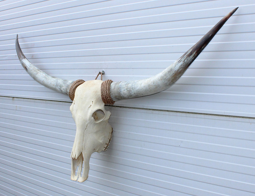 Grote schedel TEXAS STYLE LONGHORN 144 cm