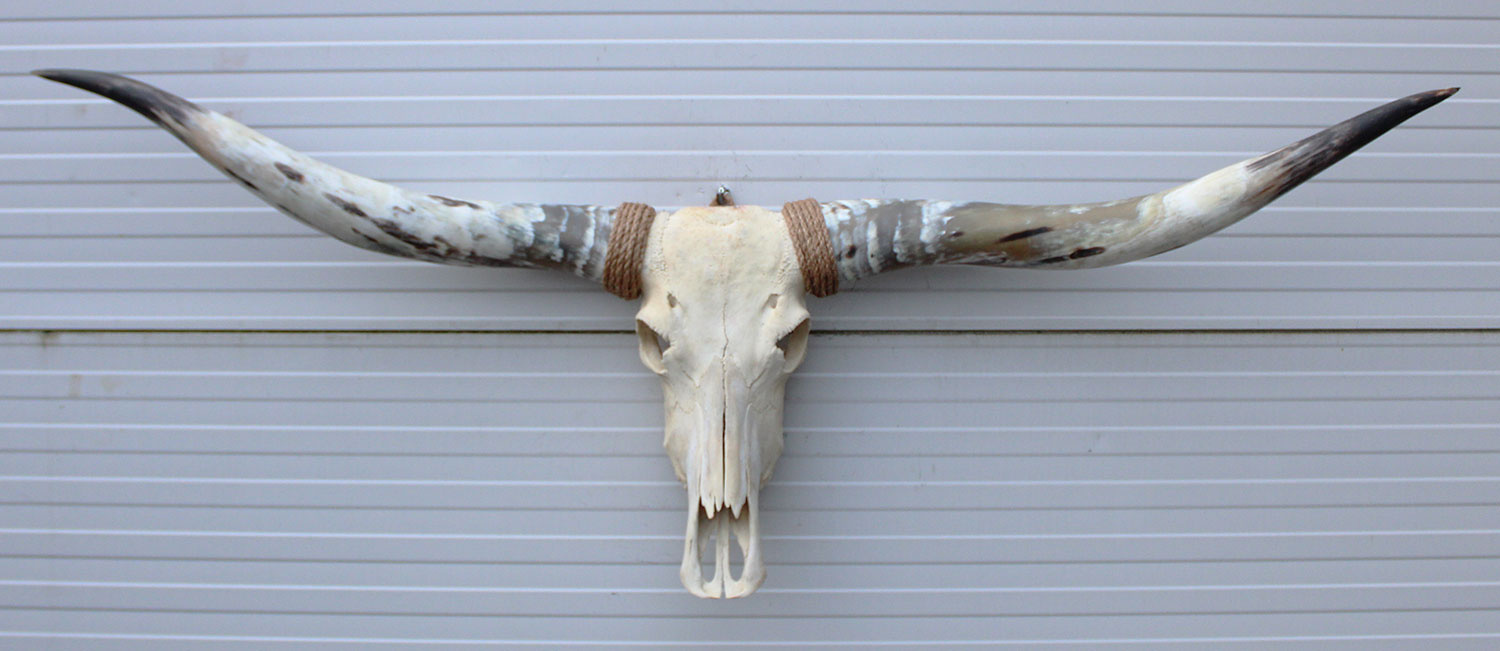 Grote schedel TEXAS STYLE LONGHORN 160 cm