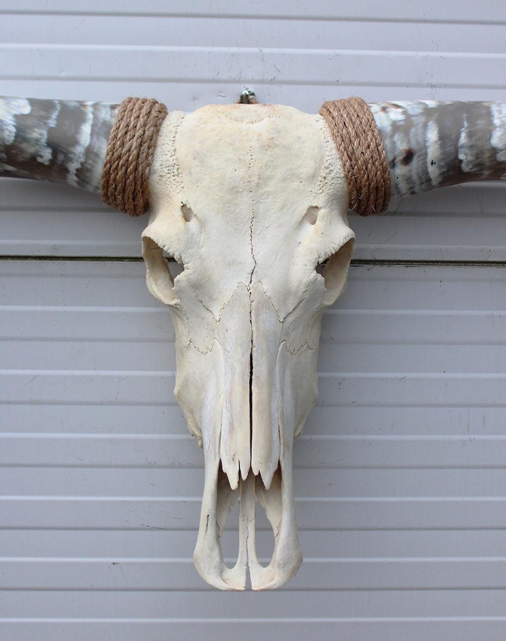 Grote schedel TEXAS STYLE LONGHORN 160 cm