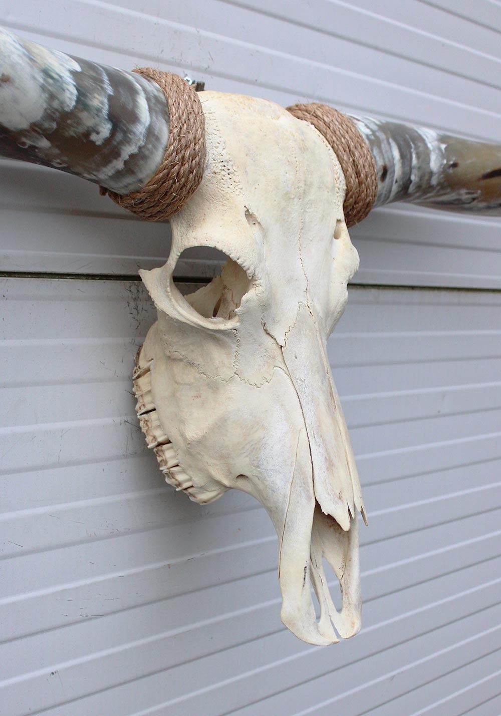 Grote schedel TEXAS STYLE LONGHORN 160 cm