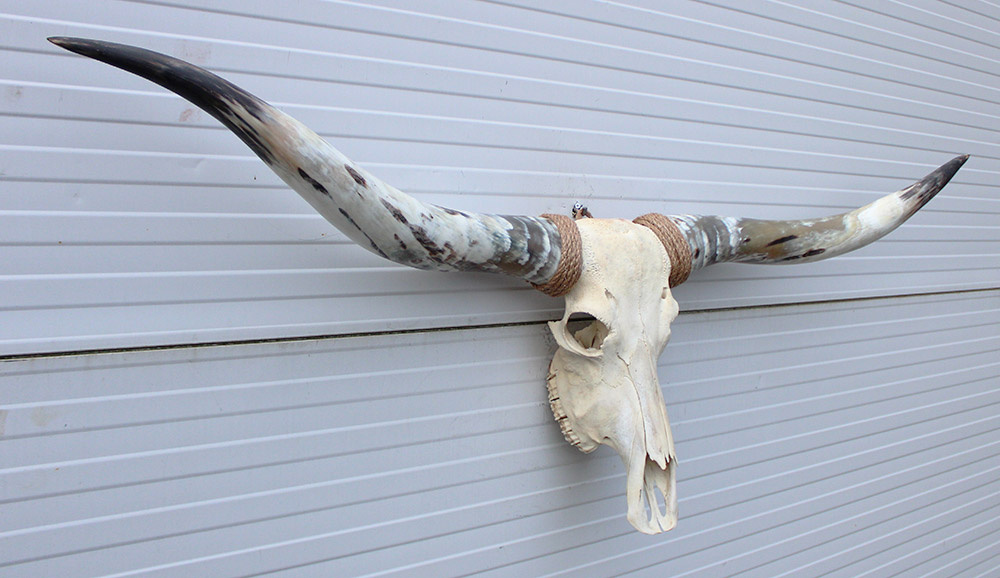 Grote schedel TEXAS STYLE LONGHORN 160 cm