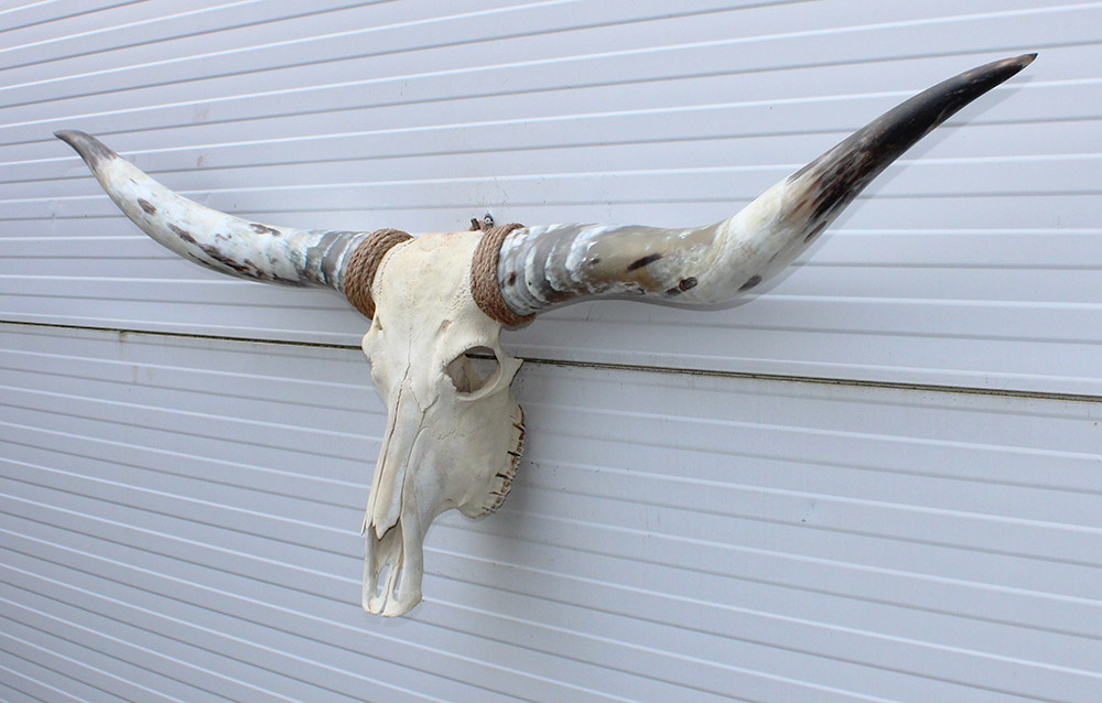 Grote schedel TEXAS STYLE LONGHORN 160 cm