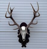 Groot EDELHERT GEWEI ongelijke 16-ender - op bewerkt houten schild