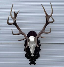 Groot EDELHERT GEWEI ongelijke 16-ender - op bewerkt houten schild - Ref.  VLD