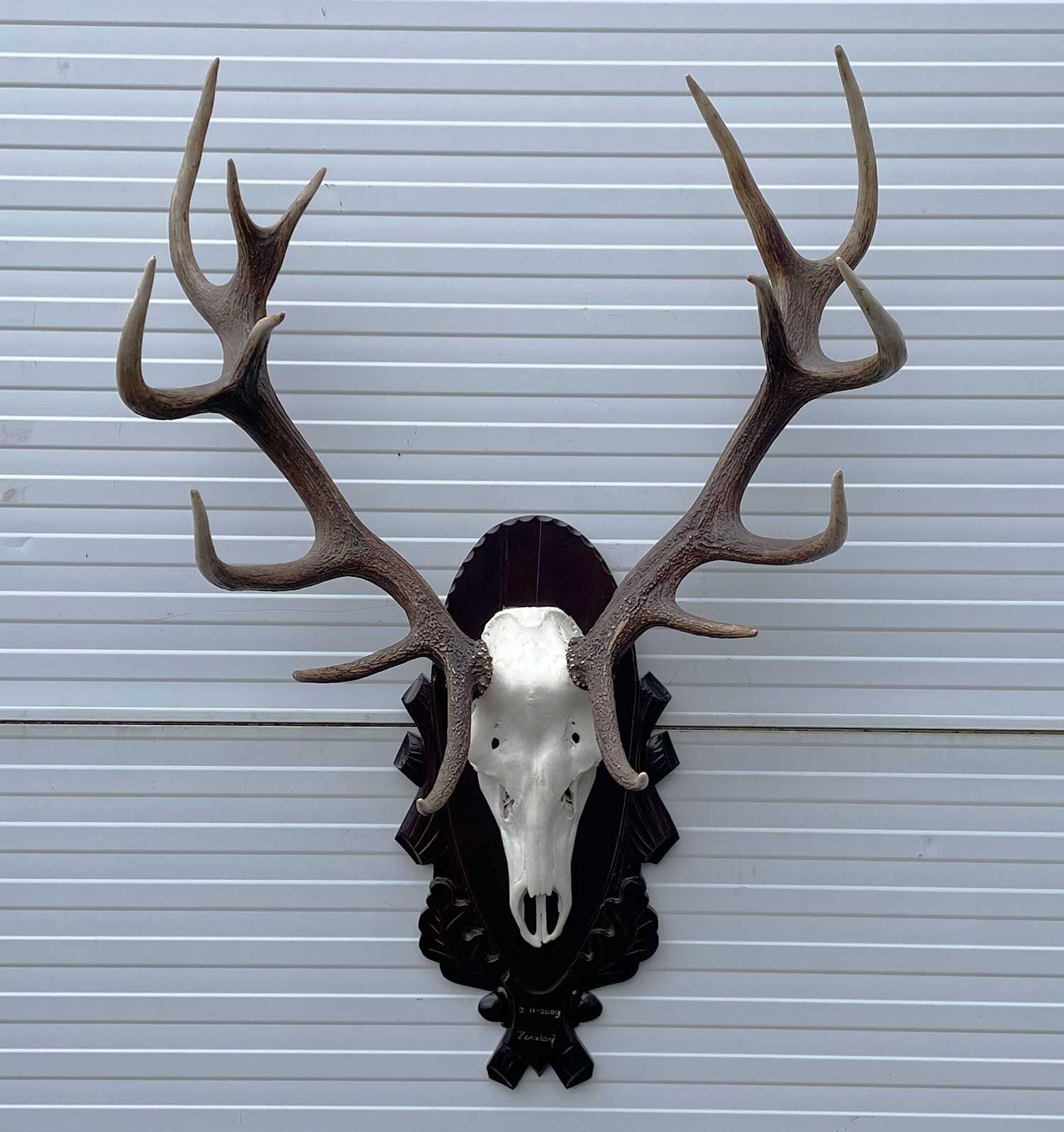 Groot EDELHERT GEWEI ongelijke 16-ender - op bewerkt houten schild