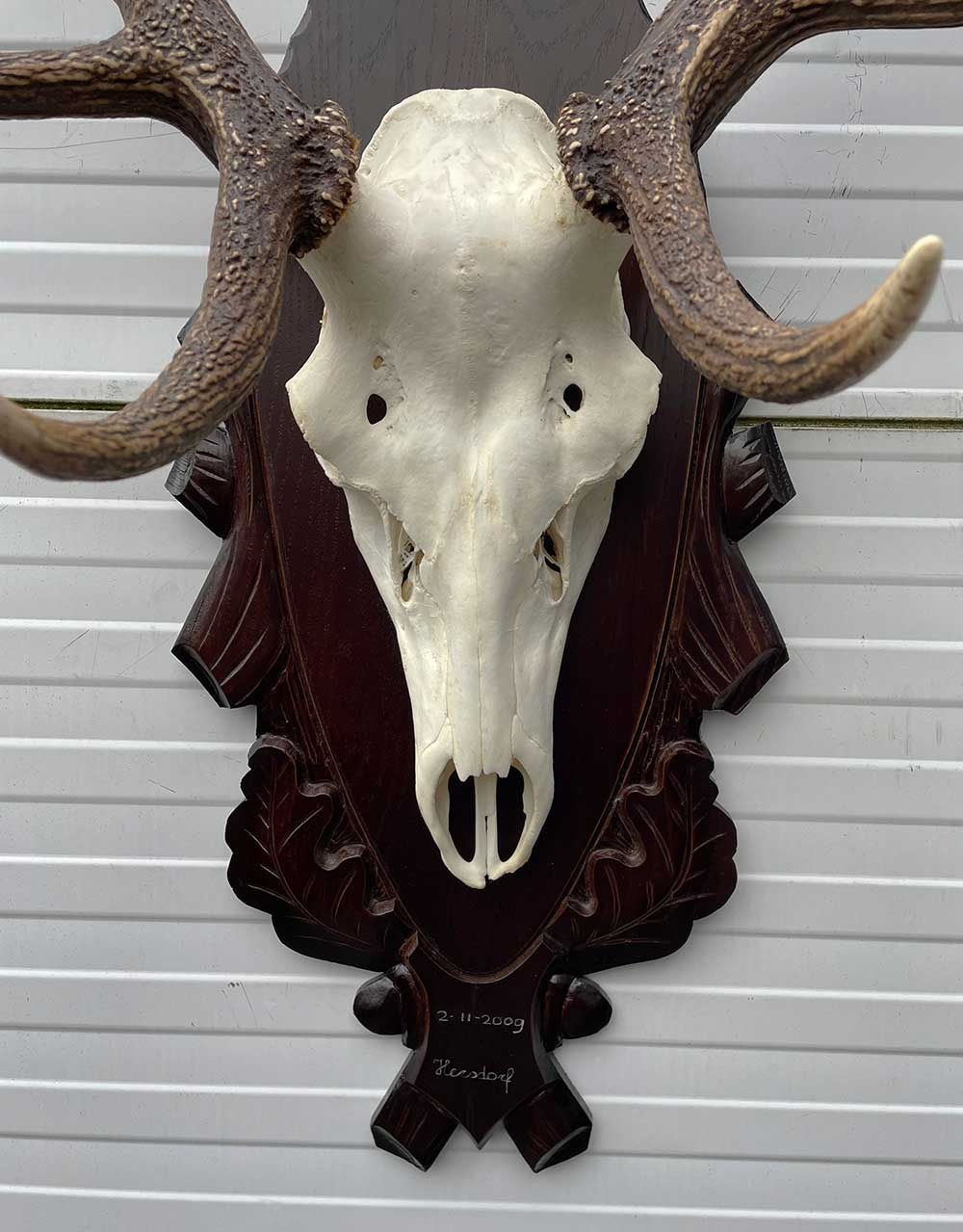 Groot EDELHERT GEWEI ongelijke 16-ender - op bewerkt houten schild