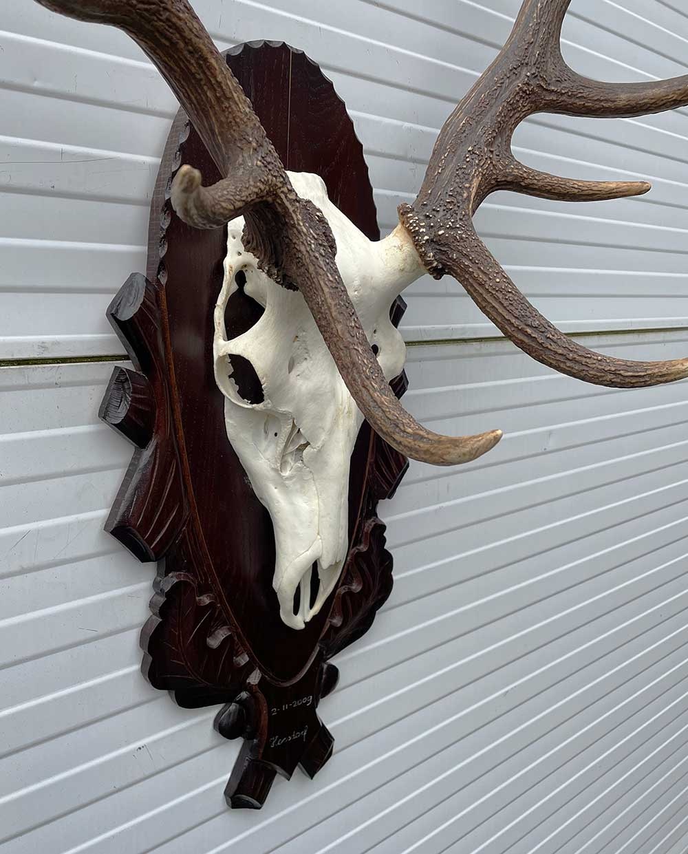 Groot EDELHERT GEWEI ongelijke 16-ender - op bewerkt houten schild