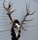 Groot EDELHERT GEWEI ongelijke 16-ender - op bewerkt houten schild