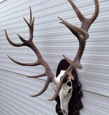 Groot EDELHERT GEWEI ongelijke 16-ender - op bewerkt houten schild