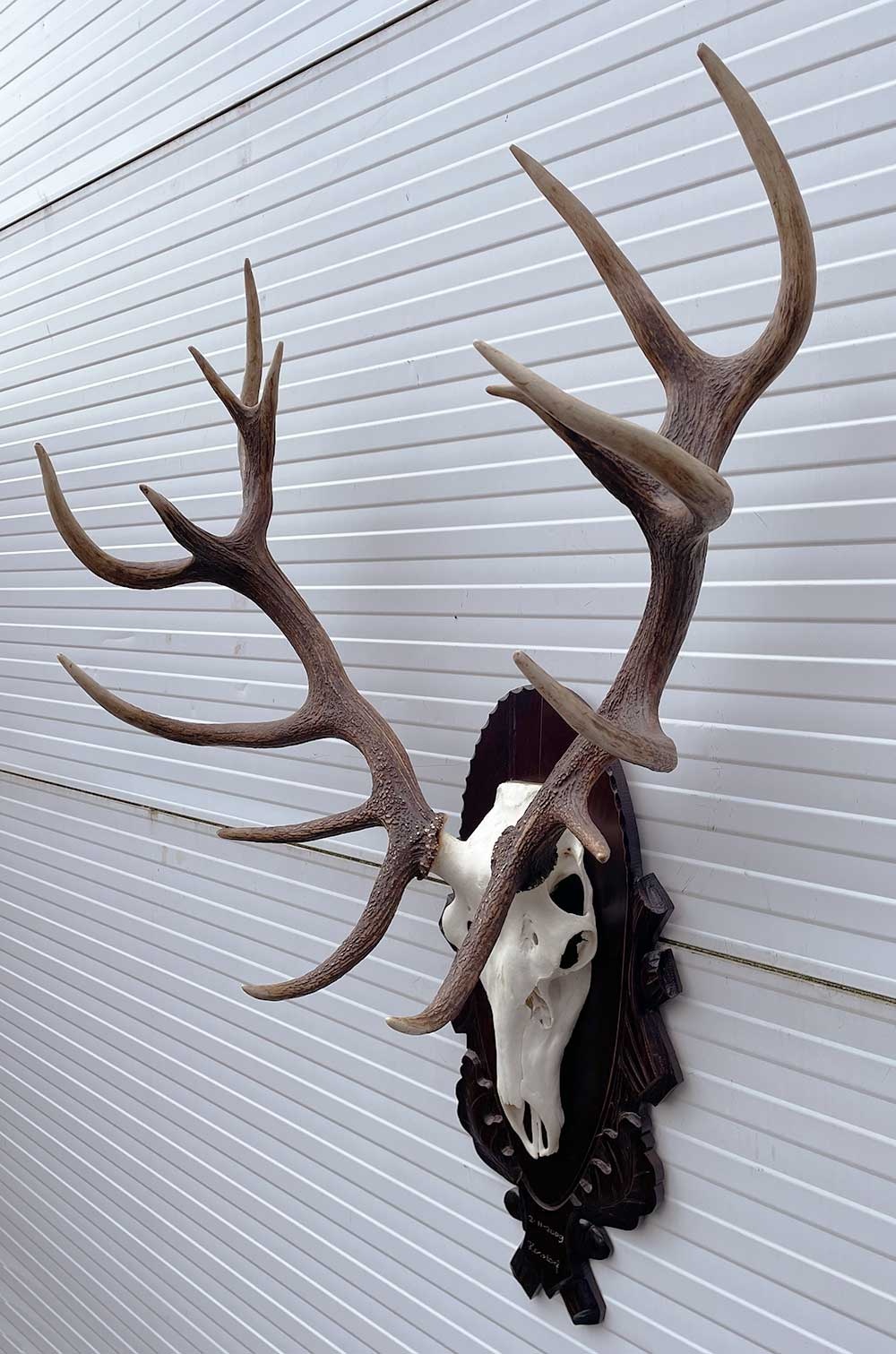 Groot EDELHERT GEWEI ongelijke 16-ender - op bewerkt houten schild