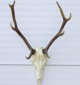 Middelgroot EDELHERT GEWEI, 8-ender - ref. KB27