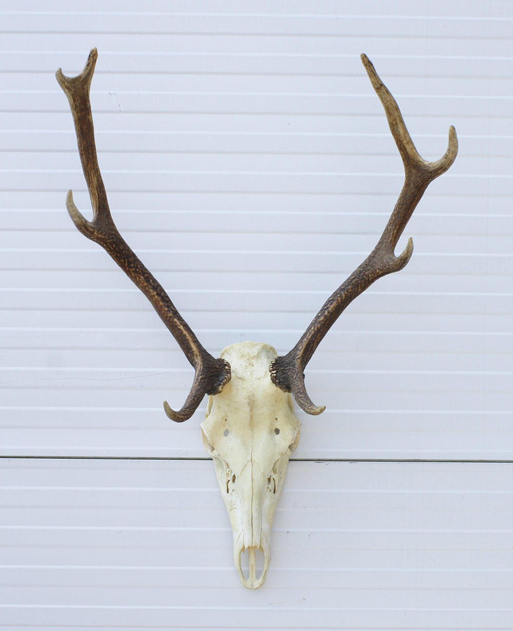 Middelgroot EDELHERT GEWEI, 8-ender