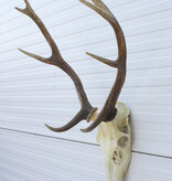 Middelgroot EDELHERT GEWEI, 8-ender