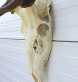 Middelgroot EDELHERT GEWEI, 8-ender