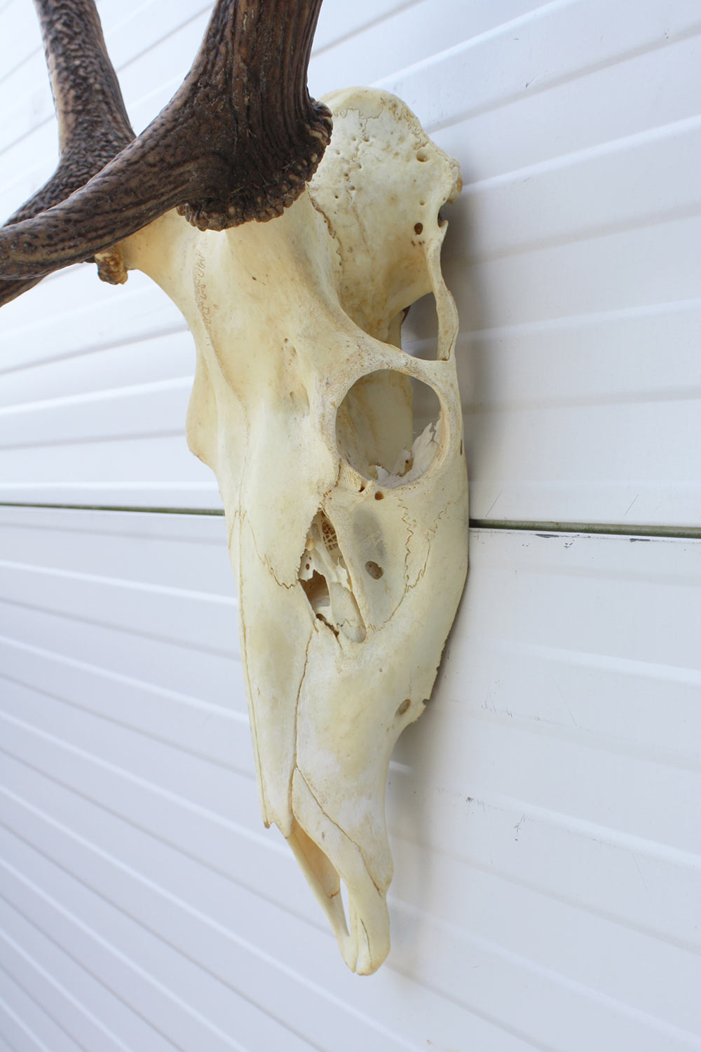 Middelgroot EDELHERT GEWEI, 8-ender