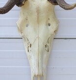 Middelgroot EDELHERT GEWEI, 8-ender