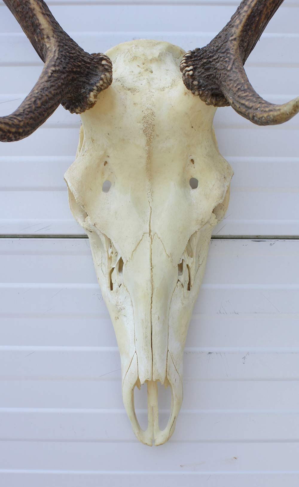 Middelgroot EDELHERT GEWEI, 8-ender