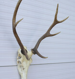 Middelgroot EDELHERT GEWEI, 8-ender