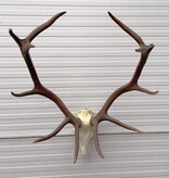 Groot EDELHERT GEWEI 12-ender compleet met kiezen