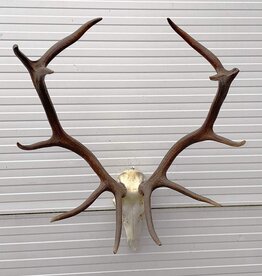 Groot EDELHERT GEWEI 12-ender - ref. KB26