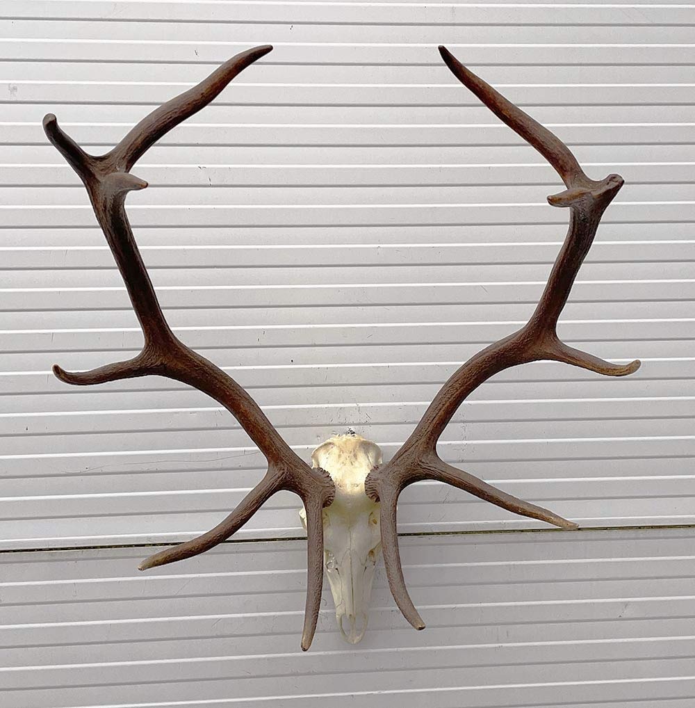 Groot EDELHERT GEWEI 12-ender compleet met kiezen