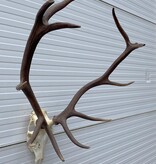 Groot EDELHERT GEWEI 12-ender compleet met kiezen