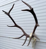 Groot EDELHERT GEWEI 12-ender compleet met kiezen