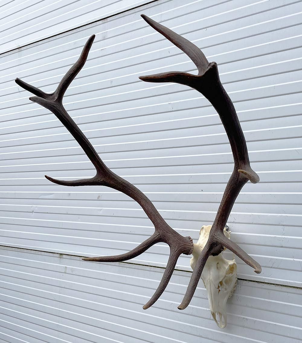 Groot EDELHERT GEWEI 12-ender compleet met kiezen