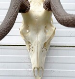 Groot EDELHERT GEWEI 12-ender compleet met kiezen