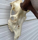 Groot EDELHERT GEWEI 12-ender compleet met kiezen