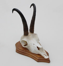 GEMS hoorns / gewei op houten schild - ref. A