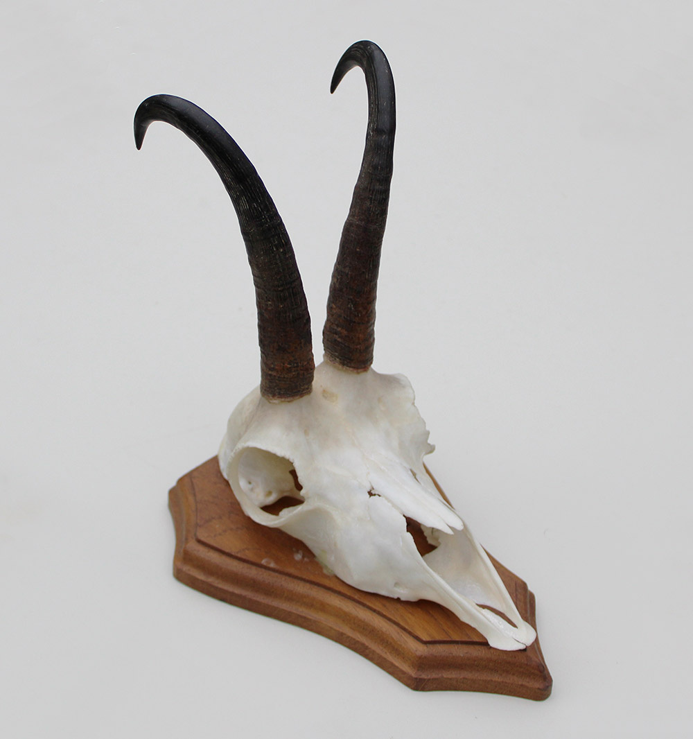 GEMS hoorns / gewei op houten schild