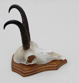 GEMS hoorns / gewei op houten schild